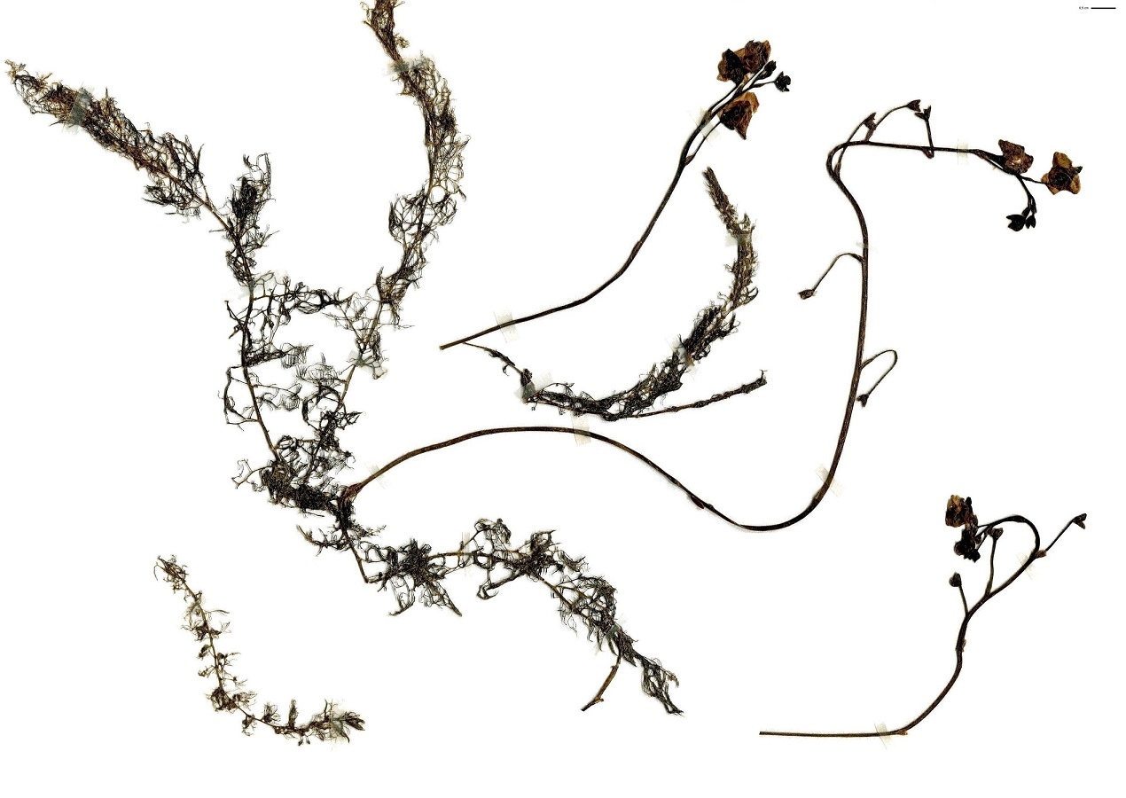 Utricularia minor (Lentibulariaceae)